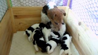 BEBES FOXTERRIERS POIL DUR