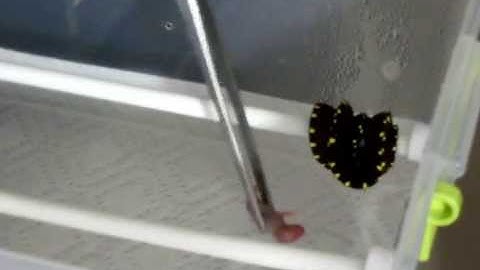 How to Feed a Baby Green Tree Python