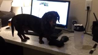 Mister Bennet Jumps On The Computer Desk