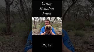 10 Things You Didn’t Know About The Echidna - Part 7 #echidna #wildlife #animals