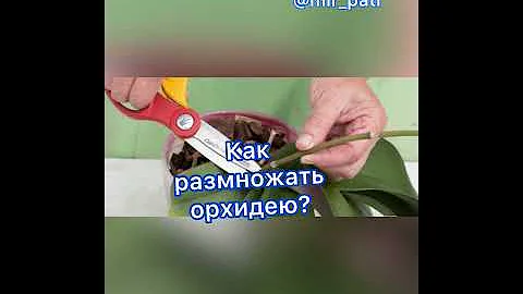РАЗМНОЖЕНИЕ ОРХИДЕИ!