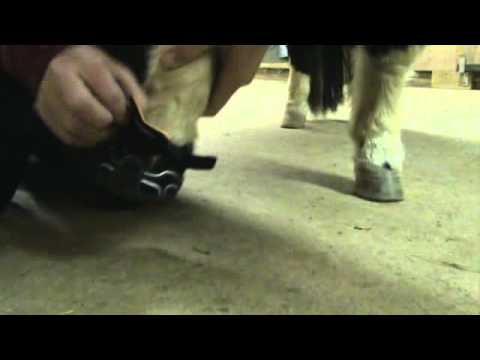 mini horse hoof boots