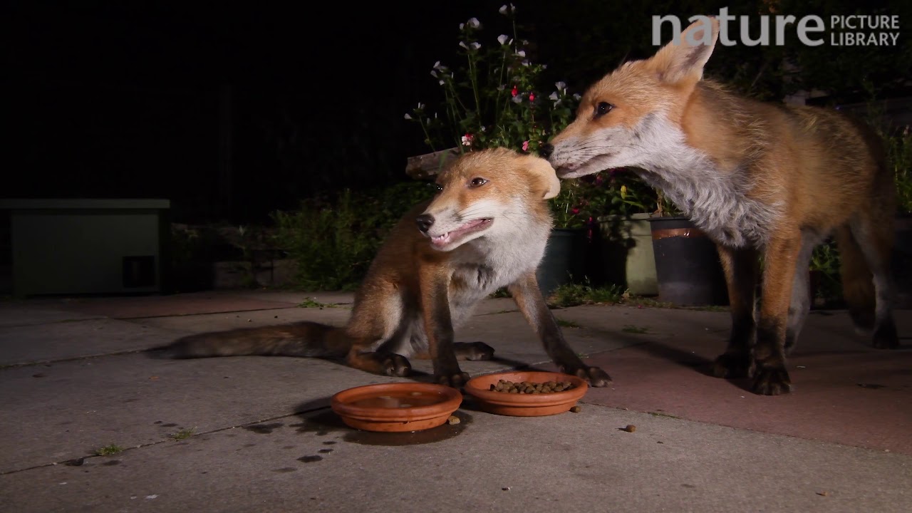Juvenile Red fox interacting with and trying to play with an adult in an urban garden