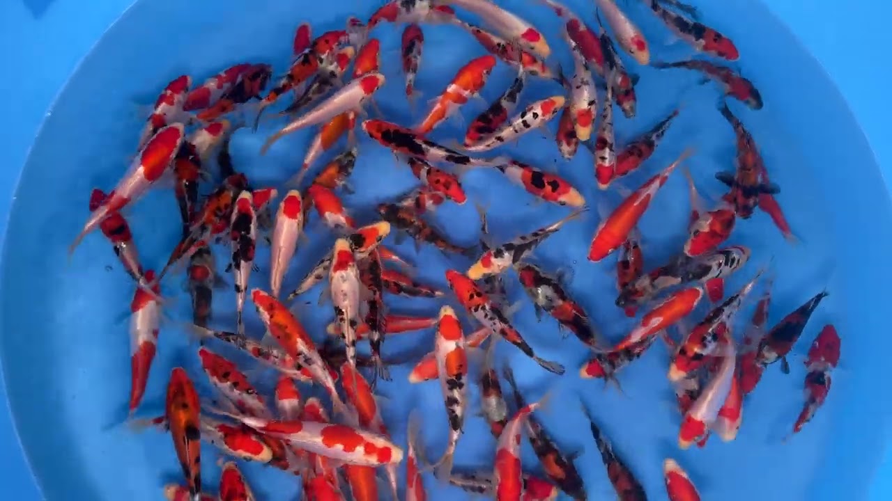 2025 MHE-002 Maruhide Tosai Doitsu Mix 12-15 cm SAMPLE