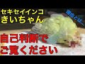 【閲覧注意】我が家でおこった大惨事…セキセイインコきいちゃんについてお話しします。