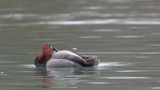 Niagara Ducks - 4k