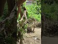 Nidhivan Vrindavan #nidhivan #vrindavan #rashlila #jhaki #shreekrishna #jhaki #maakali #viral #short