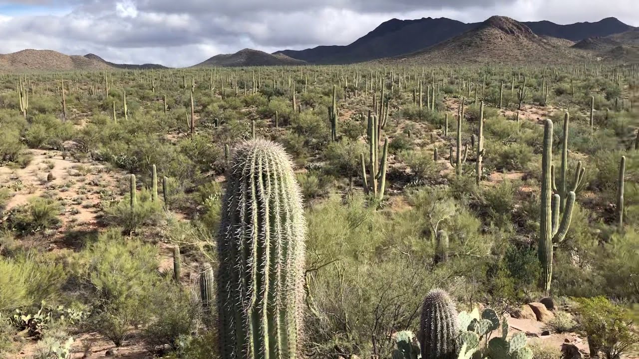 Saguaro National Park West Signal Hill Trail YouTube