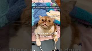 When cats wake up and forget how the real world works... #cats #funnycat #cutecats #kitten #vet