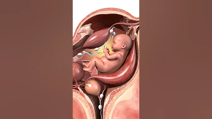 Unborn Baby Inside Mother’s Womb | Realistic 3D Pregnancy Animation #pregnancy #babyinwomb #shorts