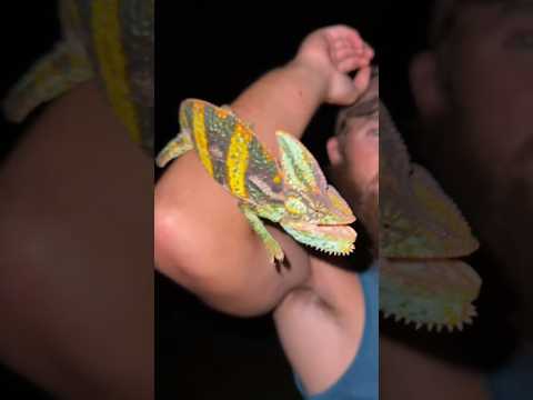 Madagascan veiled chameleon 🦎 #Chameleon #Florida #Floridaman #Everglades #Reptile