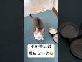 ポテチくんのおねだり😸❤️#shorts #cat #猫 #猫のいる暮らし