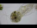 無限の食欲プロロドンPART2