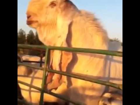 أكبر تيس بالعالم