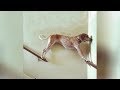 So FREAKING FUNNY you'll WET YOUR PANTS! - Best DOG VIDEOS ever
