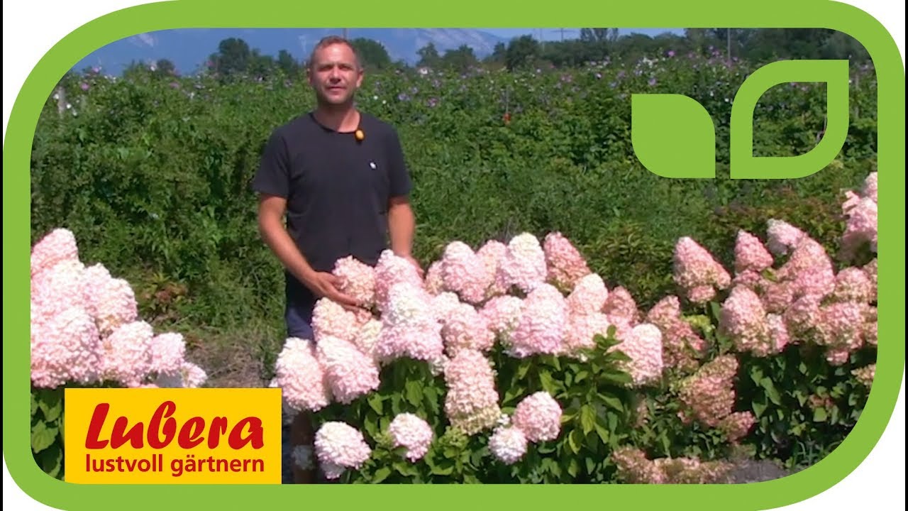 Hortensie (Hydrangeasy®) 'Chamäleon' - eine kompakte Neuzüchtung von Lubera