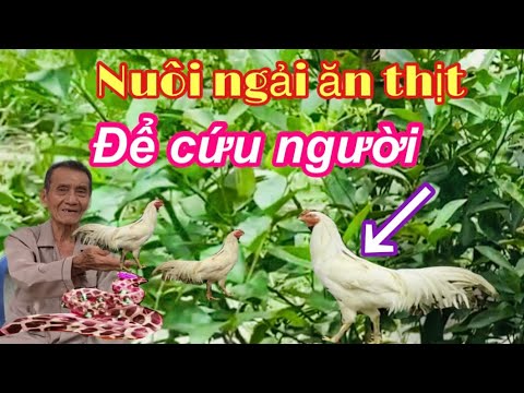 Video Muốn Nuôi Ngải Cho Tốt Cho Ngải Ăn Gì Để Được Linh... - youtube