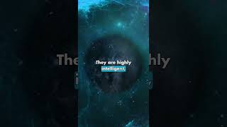 Dolphin's Unique Frequency Embodiment