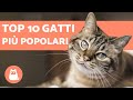 TOP 10 Razze di GATTI più popolari del mondo