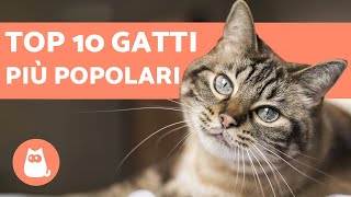 TOP 10 Razze di GATTI più popolari del mondo