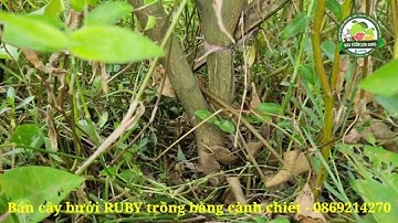 Bán cây bưởi RUBY cành chiết chuẩn giống từ Thái Lan - 0869214270