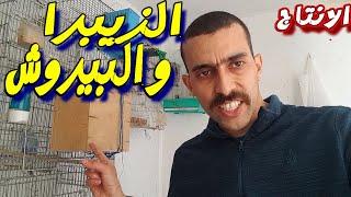 معلومات قبل شراء الطيور ل لإنتاج وقبل دخول قاعة الامتحان