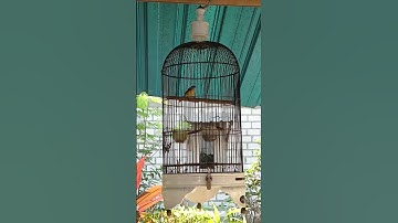 suara burung ciblek tebu / meongan #ciblek #cibleksawah #burungciblek #kicaumania #burung #birds