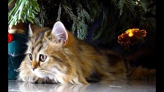 Meowy Xmas!   Funny Cats Cute Kittens Compilation for The Holidays by Funnycatsandnicefish 131,884 views 6 years ago 6 minutes, 8 seconds