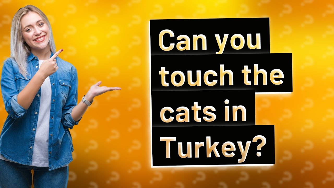 Can you touch the cats in Turkey? YouTube