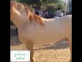 گھوڑوں کا ڈانس عربی میوزک کے ساتھ