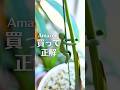 買って大正解🌿Amazonプライムデーで買える園芸好き愛用品4選