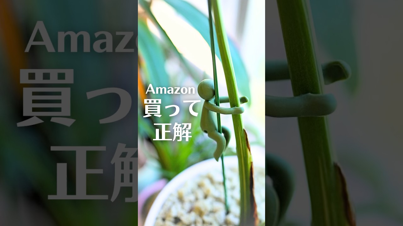 買って大正解🌿Amazonプライムデーで買える園芸好き愛用品4選