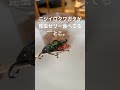 ニジイロクワガタ　昆虫ゼリー　マルカン　フルーツ農園　#shorts