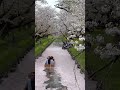 Mount Fuji in Cherry Blossom Season 🌸 | Japan’s Most Beautiful View in 4K
