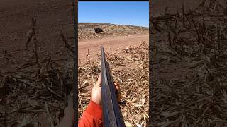 Сложный, но точный выстрел 🎯🐗 | TargetLock Outdoors #охота #ytshorts #hunting
