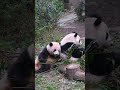 Hehua and Heye,Panda Sisters Daily. #panda #cute #animals #funny