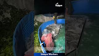 Fish Harvesting: Two Men Herd Large Catch in Circular Pool