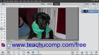 Photoshop Elements 2019 Tutorial Using the Paint Bucket Tool Adobe Training