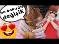 ÖDLEK TOSBAA GİNEPİG 😆 Ceviz GELDİ (Sıkıştırmaya Kıyamadık) 😍 ginepig