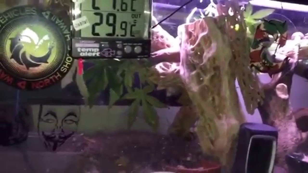 camera iphone 8 plus apk What's going on: 12/20/15 I'm back; it's been a while