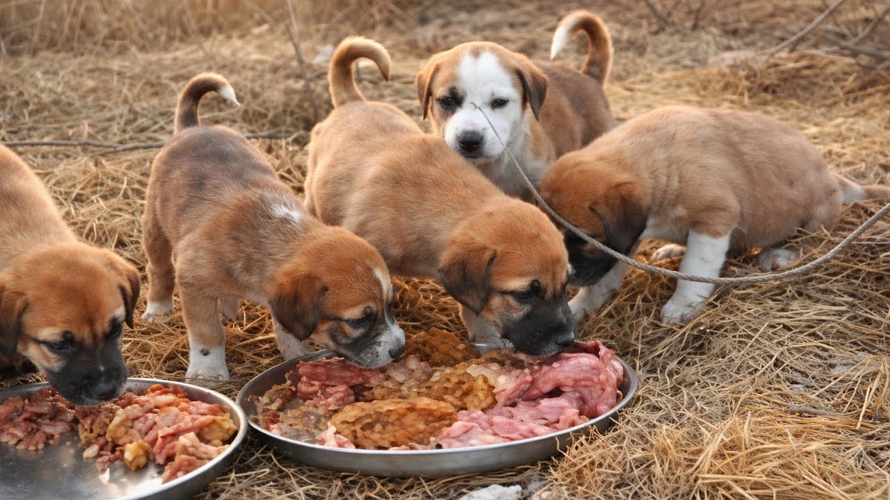 Feeding Abandoned Hungry Puppies Found in the Desert 💔🐶 | Emotional ...