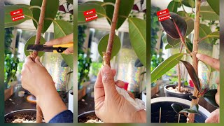 How to Make a Rubber Plant Branch | Ficus Elastica Burgundy Pruning for Bushier Growth