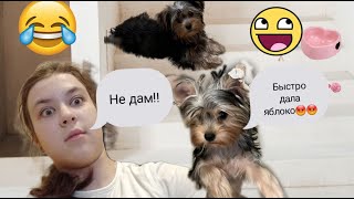 Ржачный влог про мою собаку😂/ Vlog/ Один день из жизни моей собаки🤣