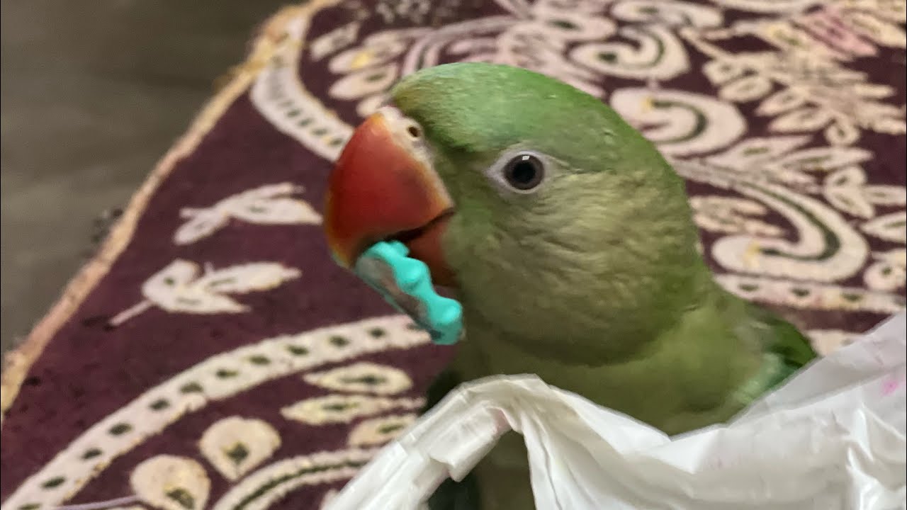Raju the Alexander Parrot 🦜 | Stress Relief & Positive Vibes