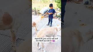 बेजुवानों की दुआएं आवाज़ नहीं करती मगर जिंदगी बदल देती है🩷🕉️🙏🏻#youtubeshorts #doglife #dogfood #100kv
