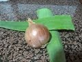 Champú casero de Aloe vera/Sábila y Cebolla bueno y economico - DIY  Aloe vera and Onion Shampoo