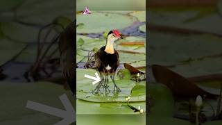 ¿Por qué esta ave tiene seis patas? Jacanidae.
