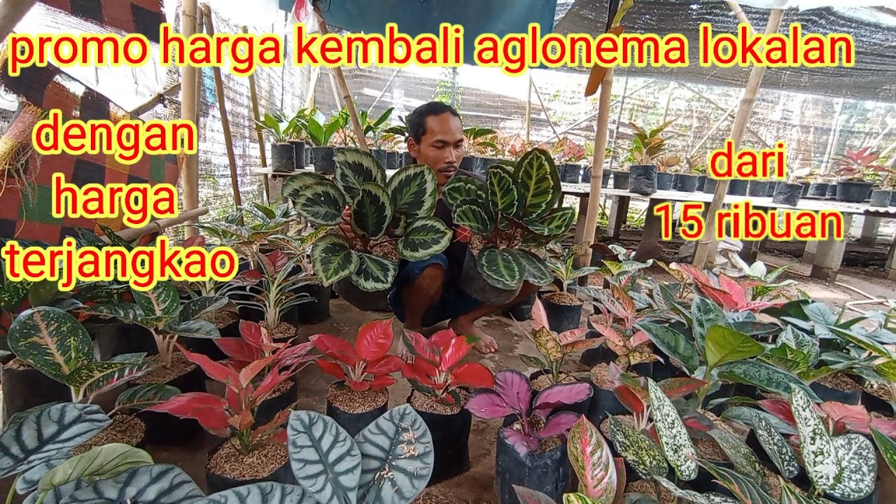 promo harga bunga aglonema dengan harga terjangkao dari 15 ribuan