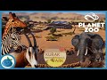 Largest build yet  kurak educational park  planet zoo speed build