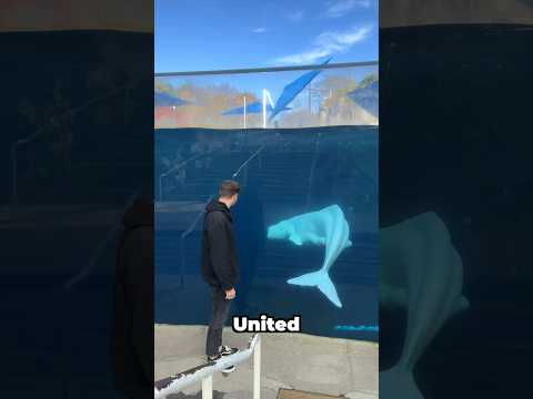 Video: Recenze programu Mystic Aquarium Beluga Encounter